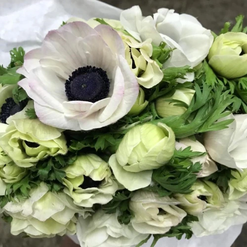 Anemone – per stem — catalogue product